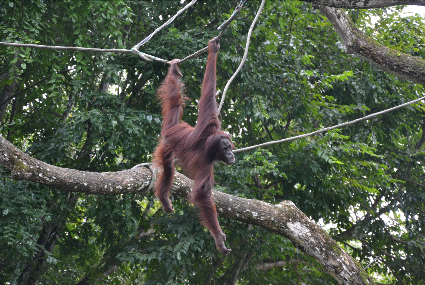 Singapore Zoo ThatGoanGirl