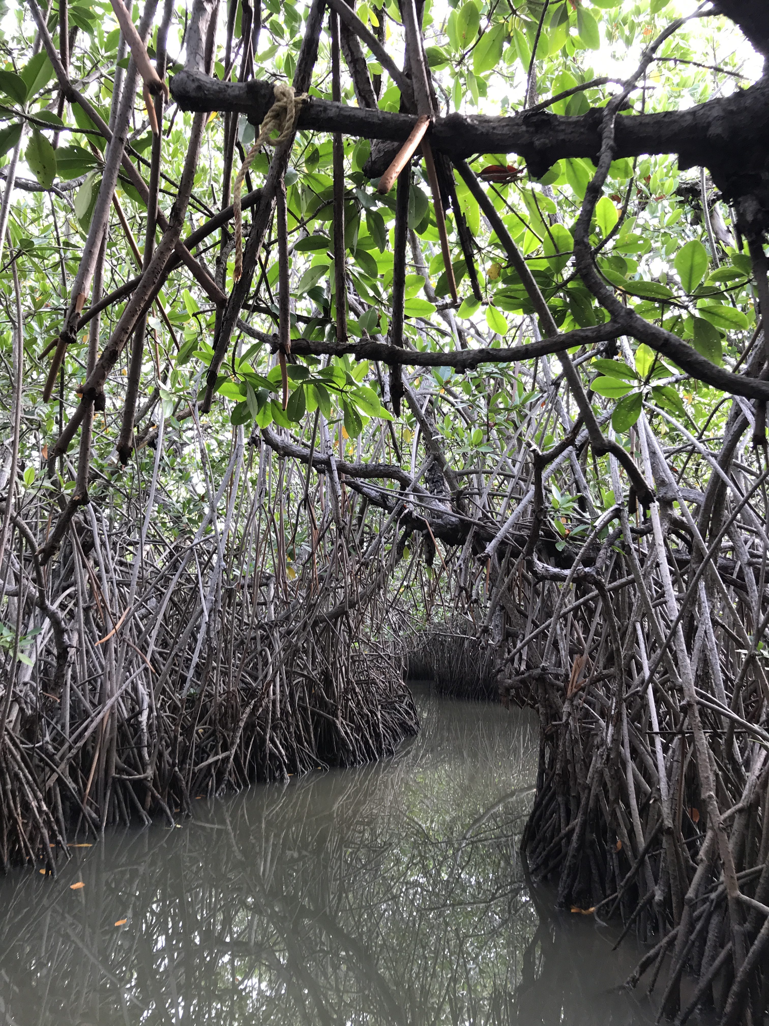 Mangrove Forest India That Goan Girl