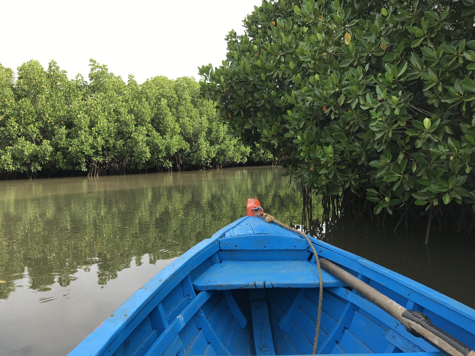 Exploring The Mangrove Forest Of Pichavaram That Goan Girl