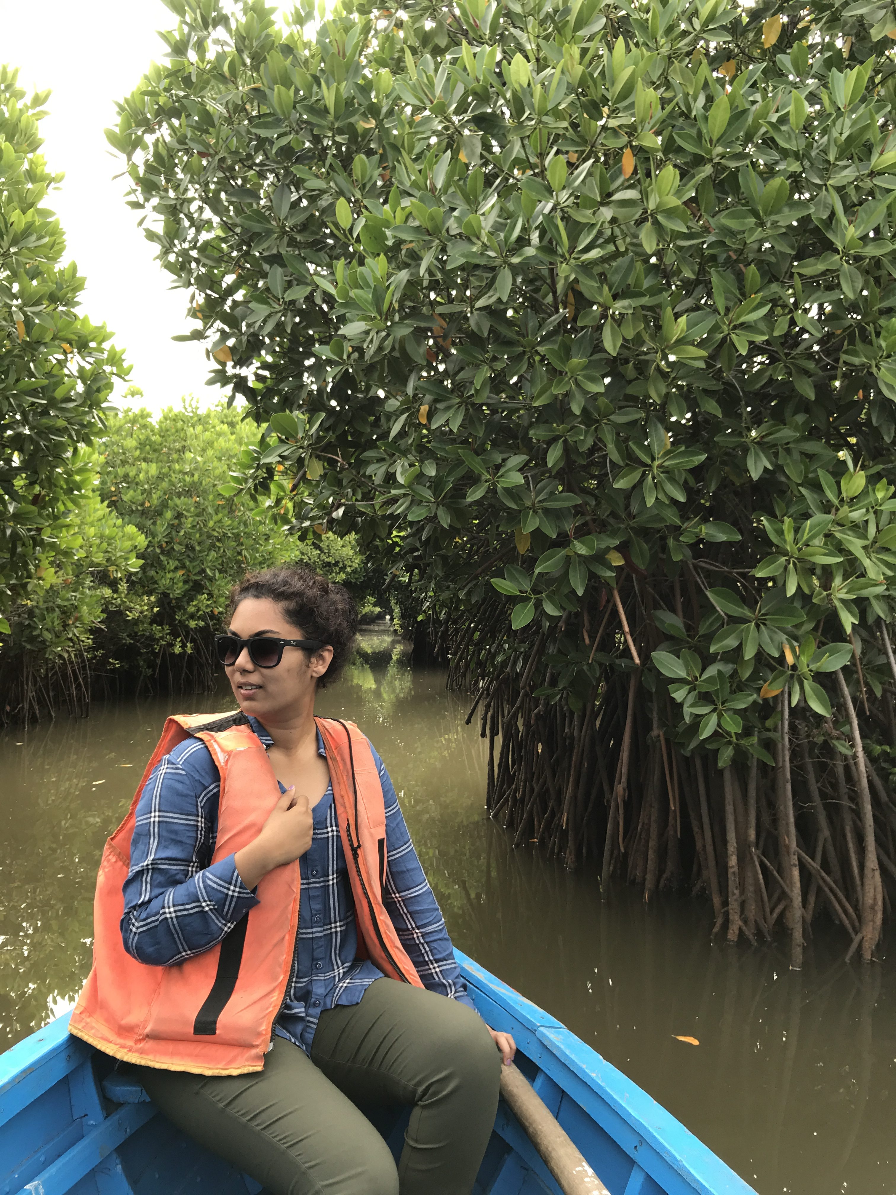 How carbon cycles in Pichavaram mangroves