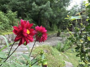 flowers at tall trees resort