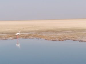 kutch flamingo