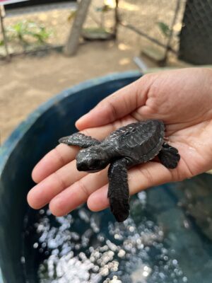 turtle-hatchery-galle