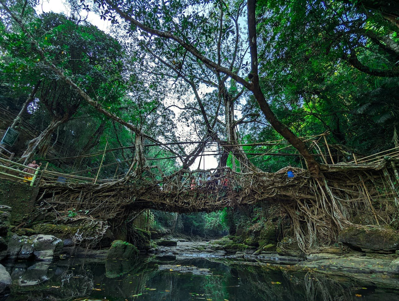 Living Root Bridges of Meghalaya: Wonder of Sustainable Architecture